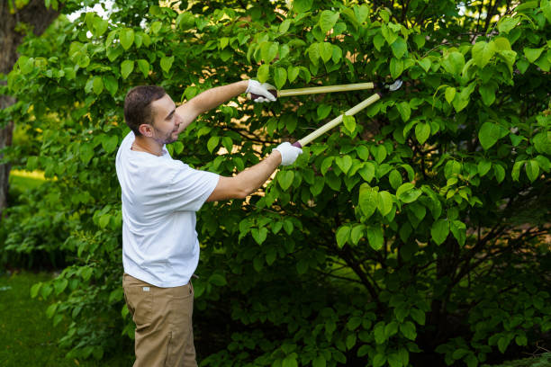 istockphoto-2184937541-612x612